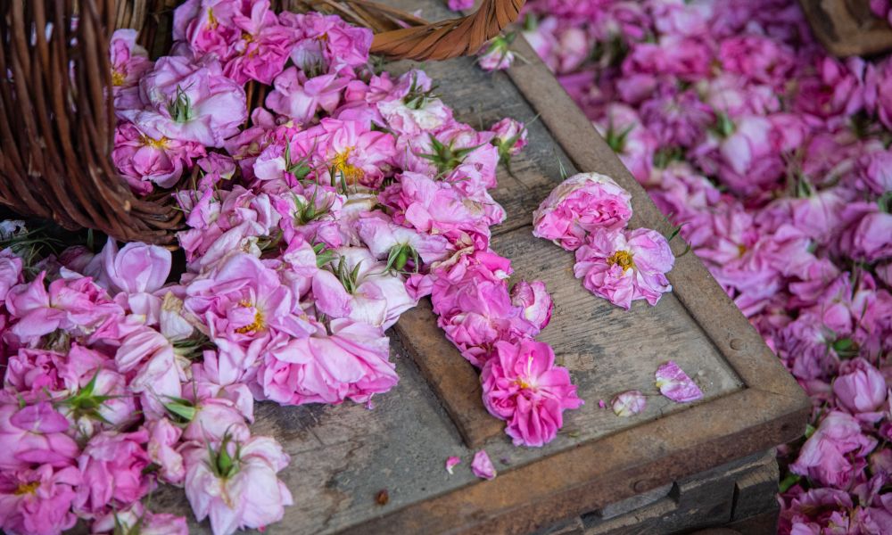 Agros flower festival.jpg