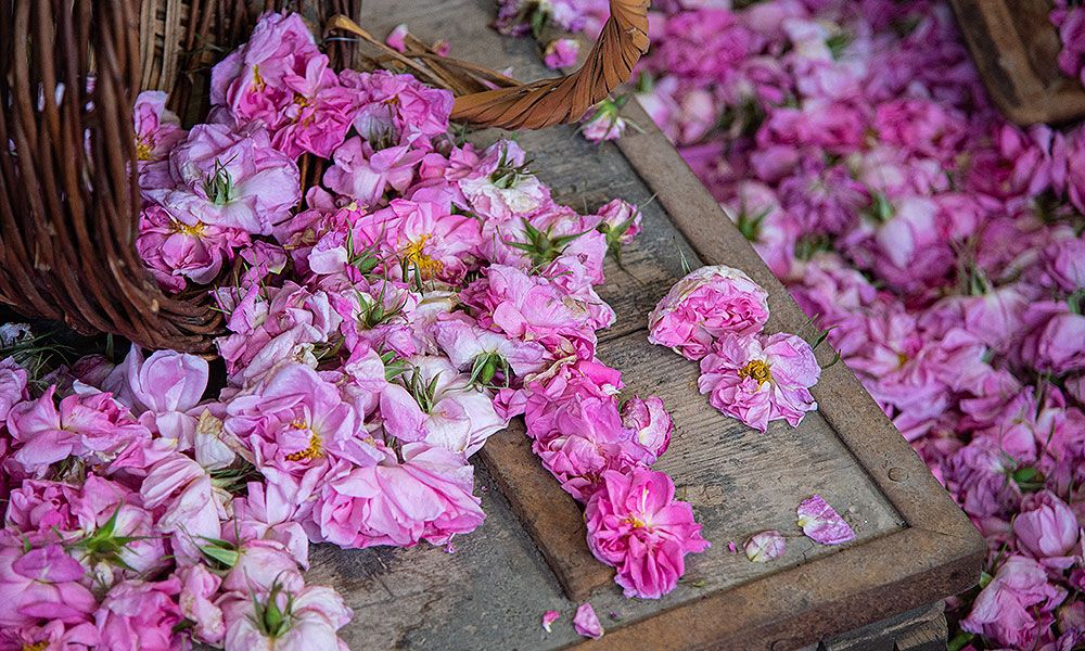 cyprus_Agros-flower-festival.jpg