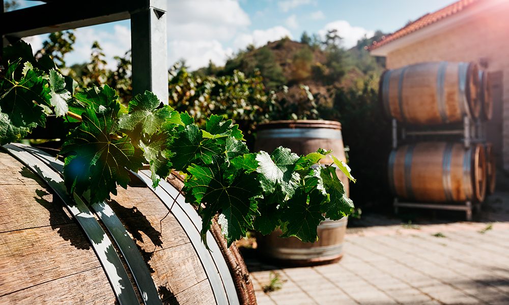 cyprus_Wine-barrel-with-fresh-grape-leaves.jpg