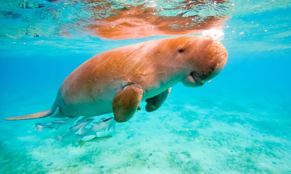 egypt_marsa alam_dugong marsa mubarak.jpg