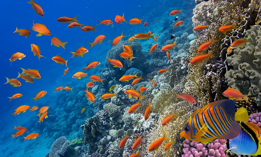 egypt_sharm el sheikh_underwater.jpg