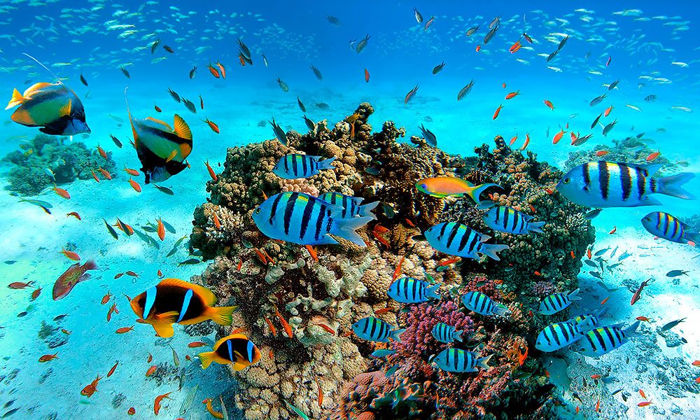 hurghada_fish.jpg
