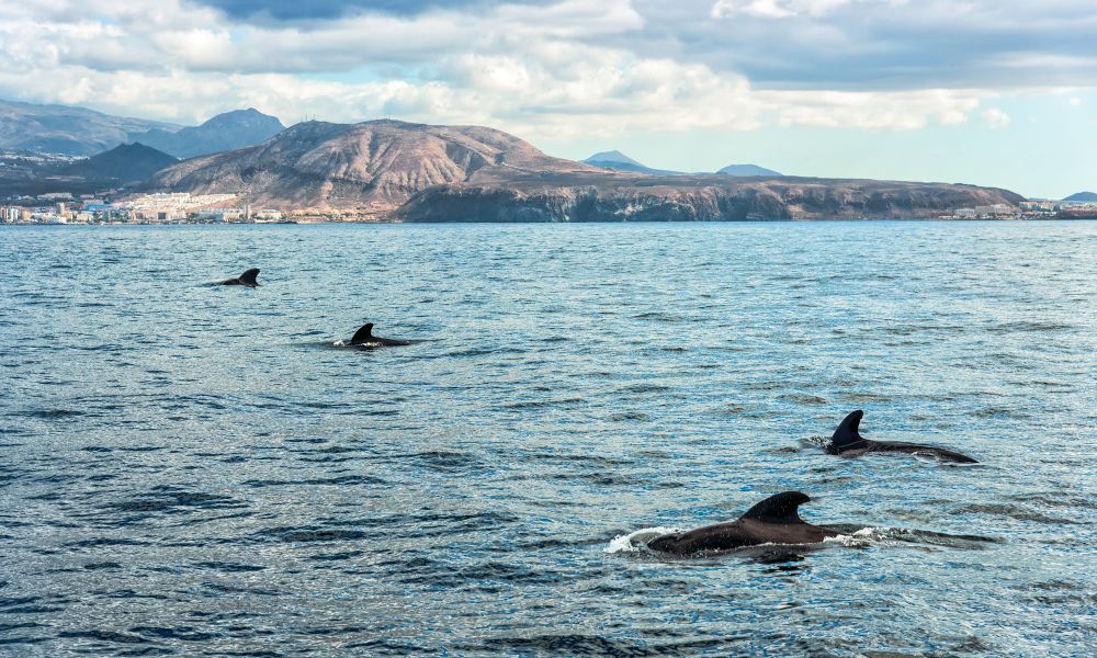 spain_tenerife_whales.jpg