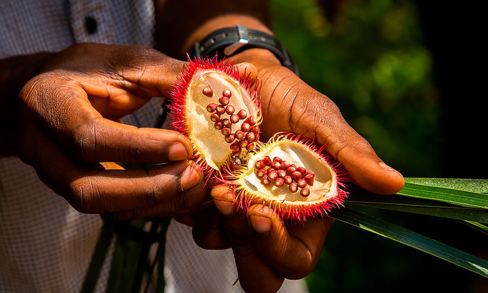 tanzania_achiote-seed-pod-from-the-urucum-tree.jpg