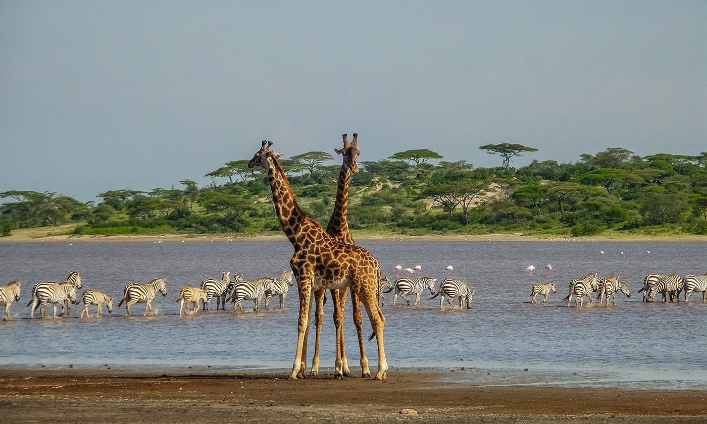 tanzania_serengeti2-min.jpg